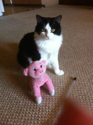 My Ani adopted me from Freeman-Fritz. This is her with one of her favorite toys.