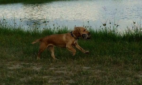 English Cocker Spaniel - a joyful retriever   www.lonestarpremiergundogs.com