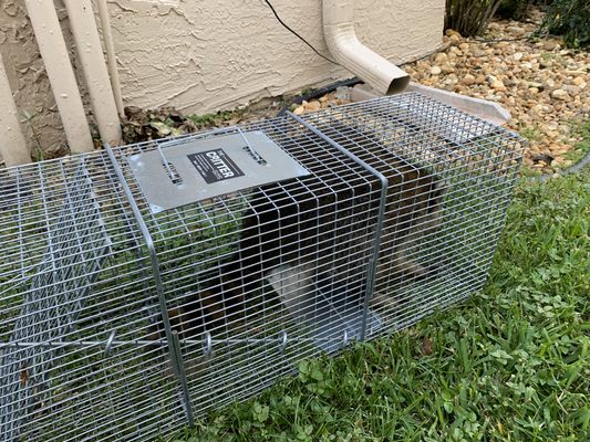 Another raccoon caught in Delray Beach.