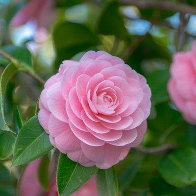 Camellia