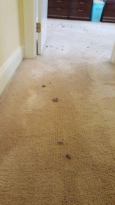 Oxi Fresh Carpet Cleaning