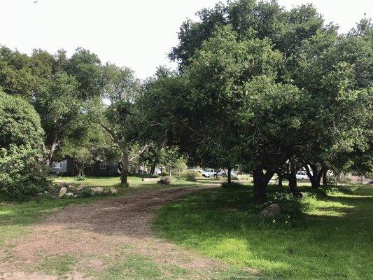 Oaks and logs for sitting in the south part of the park