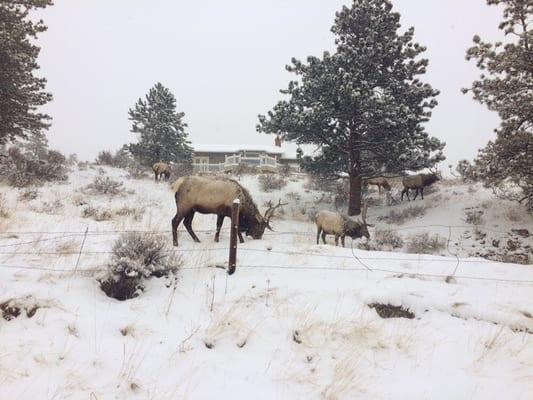 Wild elk nearby