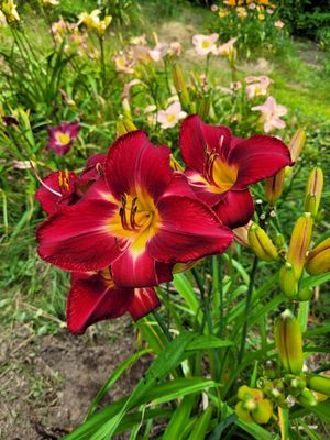 MTBobbins Daylilies