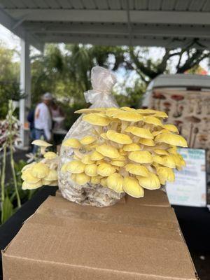 Beautiful mushrooms and amazing veggies at this market