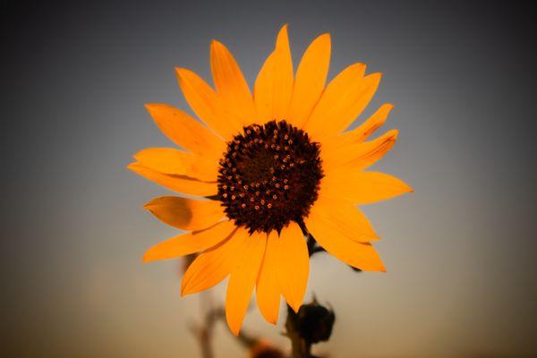 Taken in the bar ditch off Soncy great photos taken anywhere