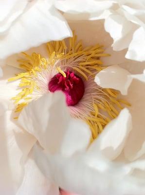 Who can resist a tree peony?