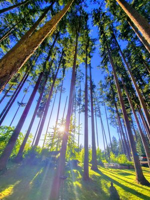 Beautiful Edmonds Trees