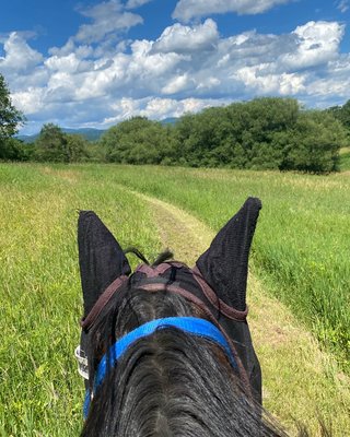 Our branded Mustangs first trail ride