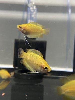 Honey Gourami