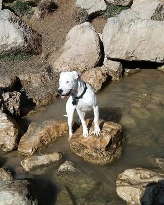 Barley's Canine Recreation Center