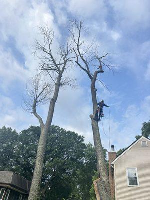 Tree services and stump removal