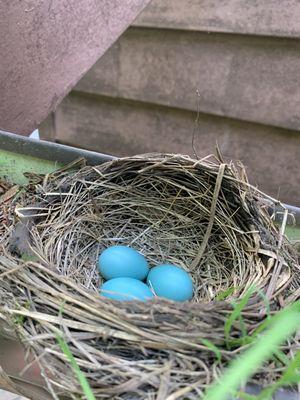 Robin eggs