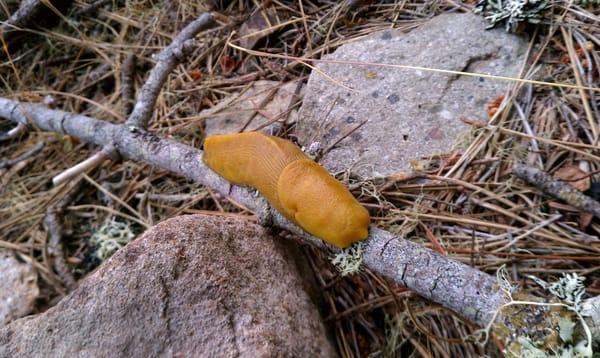 My first ever banana slug!