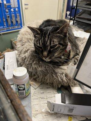 This is the other store cat. Both of them are very friendly!