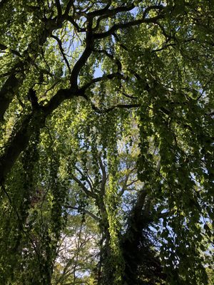 Trees in the summer in bloom.