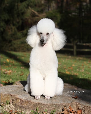 "Rocky" in a pet puppy trim