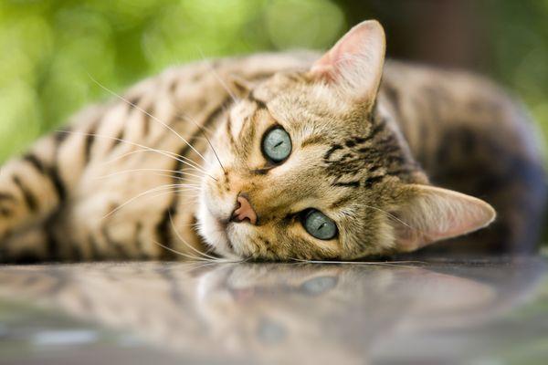 Coastal Cat Clinic