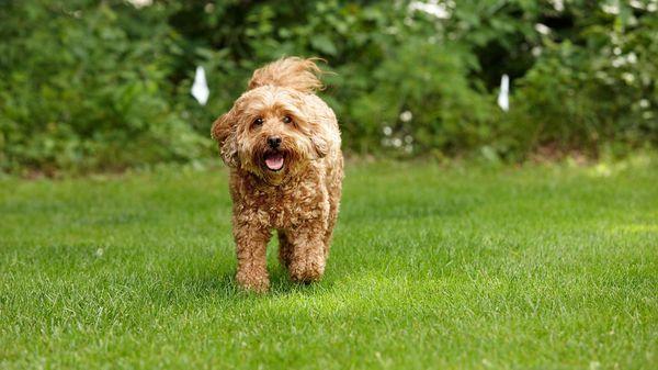 Our Outdoor Hidden Fence creates a secure boundary to keep your pets safely in your yard and away from places you don't want them.