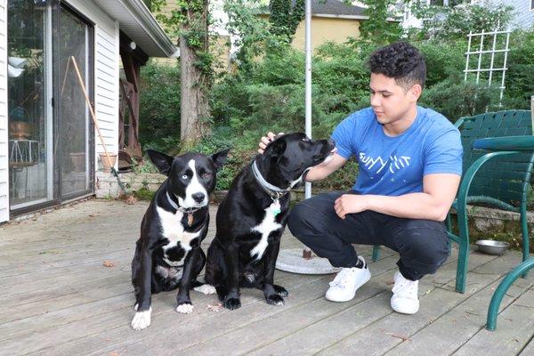 Here's Will our Head dog trainer with 2 of our board and train dogs.