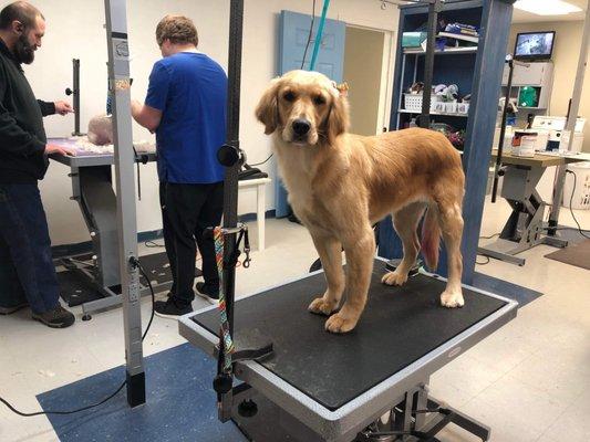 Winny looks so proud after grooming!