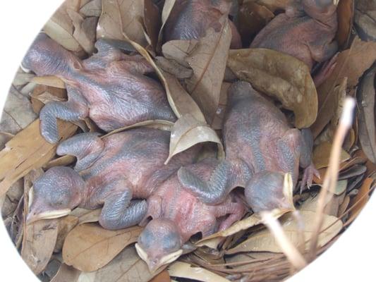 Purple Martin babies