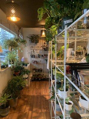 Jade & Company Succulent Boutique