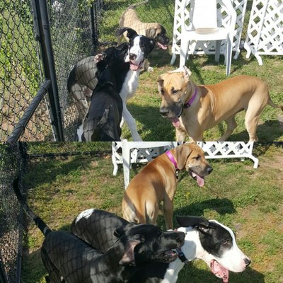 Macallan met 2 other great Danes at puppy class!