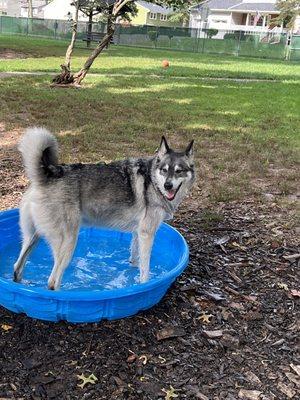 Two kiddie pools for hot summer days