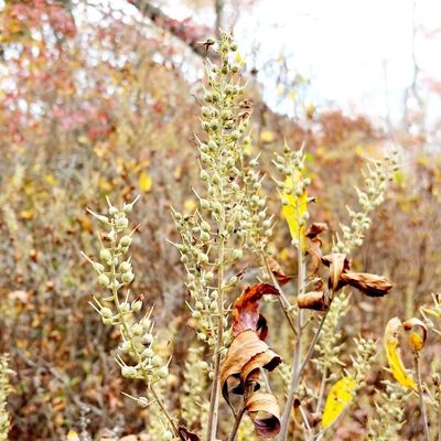 Connetquot River State Park