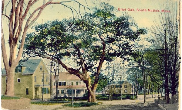 Eliot Oak, Natick MA