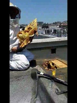 Bee Removal