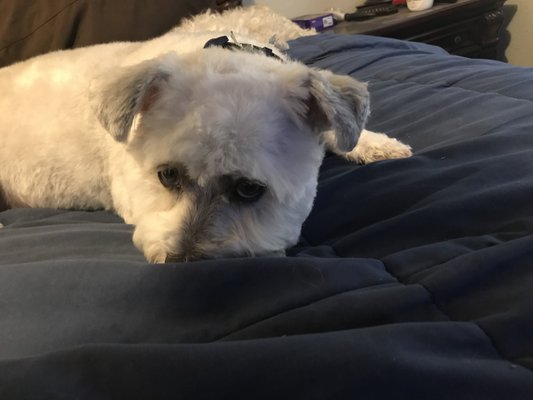 Shaved his long hair off his ears.