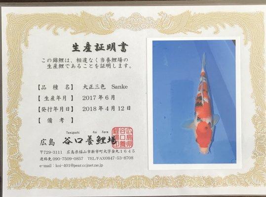 My certificate koi from their koi store