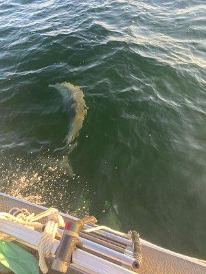 Dolphins So many of them swimming while we was sailing awesome!!