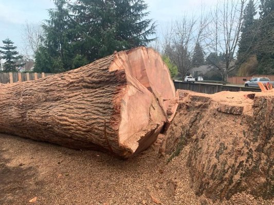 100' tall and 8' on the stump. Taken down in a small backyard without damage to anything on the property.