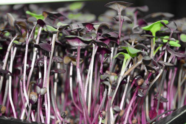 Organic Rambo Radish Microgreen