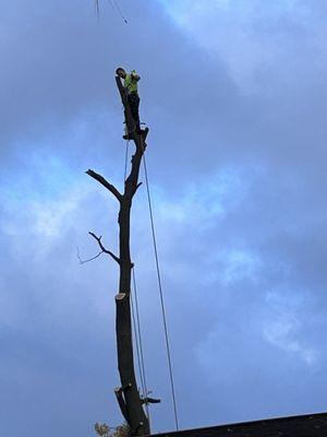 Tree removal