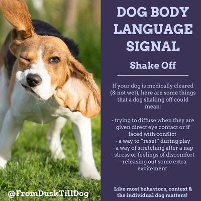 Dog body language tip!