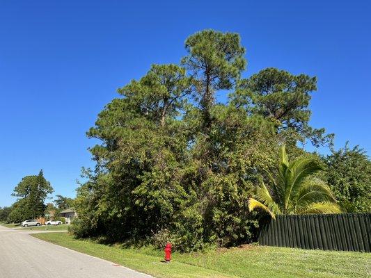 A beautiful single family home lot at 1270 SW Bargello Ave, Port St Lucie, FL 34953, for $109,900. Great neighborhood with large homes.