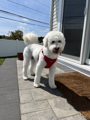 Canine Cottage