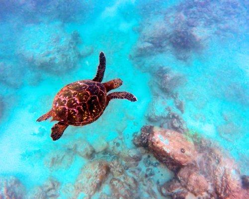 Healing can be as peaceful as this Honu (sea turtle)!