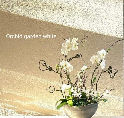 Orchid garden grand - white