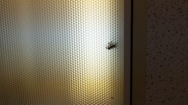 Bug in light fixture.....