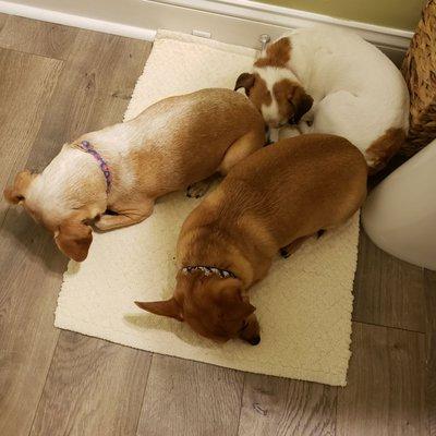 Two happy puppies and one too stubborn to get a nail trim