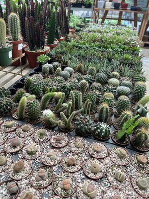 Cacti and succulents for sale