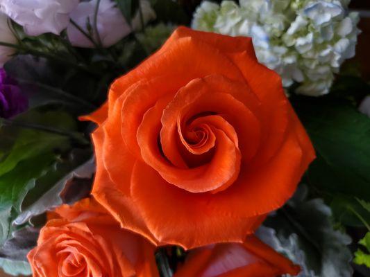 gorgeous orange rose