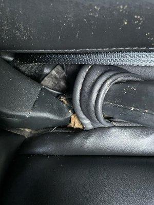 Dog Poop in back seat