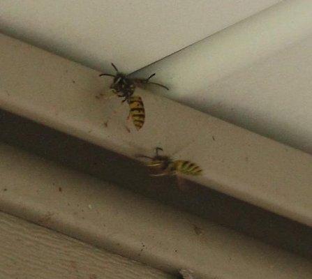 Structural nesting yellow jackets.