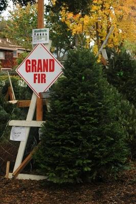 Grand Fir